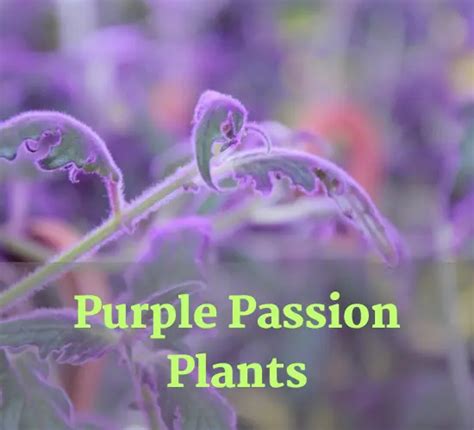 Resuscitating The Purple Passion: A Guide To Reviving Wilting 